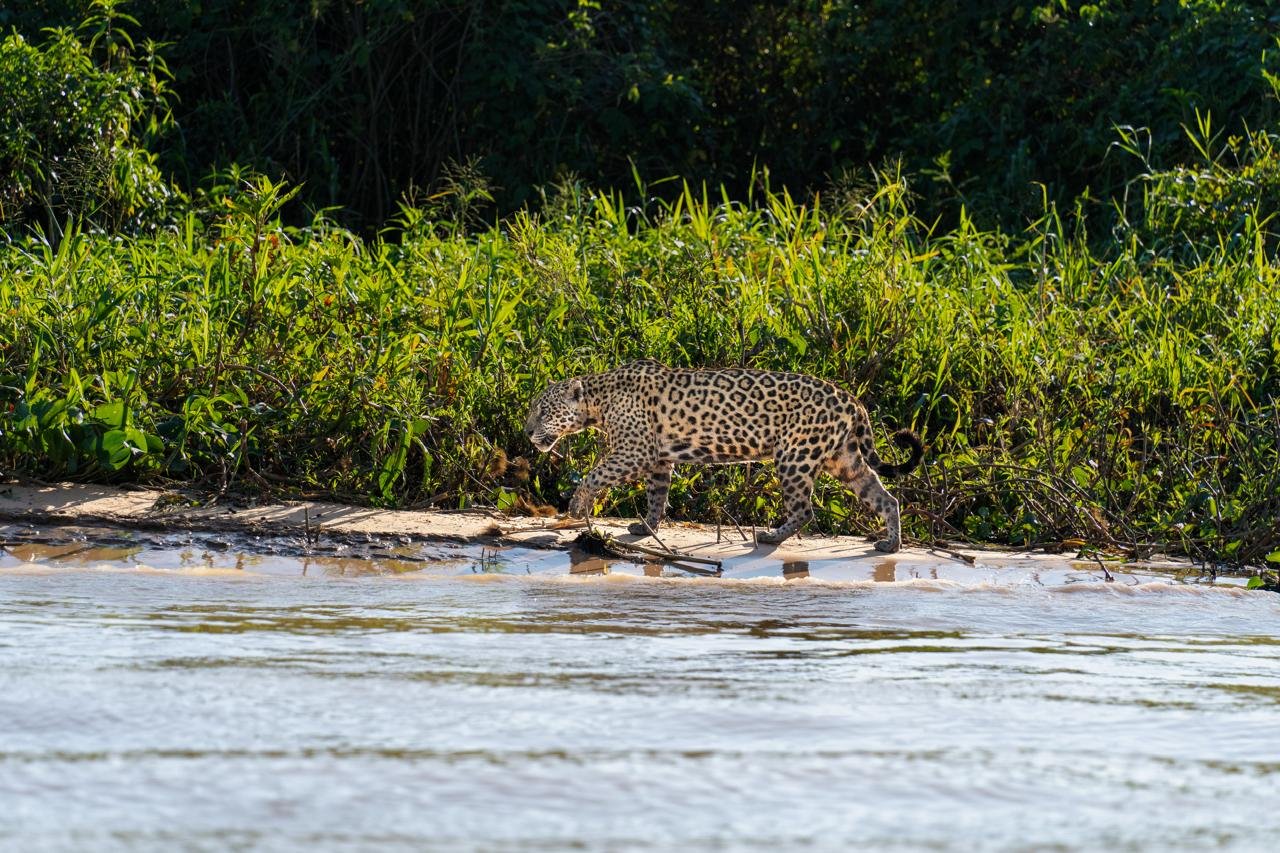 Mato Grosso apresenta potencial turístico a jornalistas nacionais e internacionais durante a FIT Pantanal